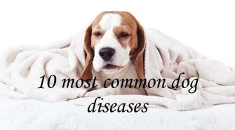 Know About These 10 Common Dog Diseases and Their Cure