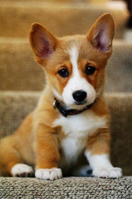 Will Pembroke Welsh Corgi Puppies Make Good Pets for Your Young Kids