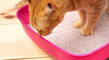 Does your little kitten eat litter? If yes, let’s find out the reasons and answers to how to stop cats from eating litter.